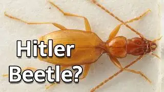 The WORST Name of All Time, and its a Beetle | Zoology Fun01