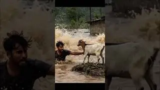 Flash Flood Hero: Man Risks It All to Save His Pet Goat #shorts #animalrescue #love #nature #flood