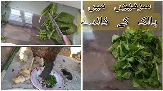Benefits of spinach for chicks in winter and  healthy feed for chickens #chajjuaseelbirds