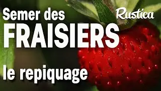 Repiquer des fraisiers dans une jardinière