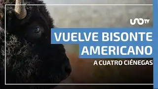 Regresa el bisonte a Coahuila: liberan 44 ejemplares en la reserva El Santuario