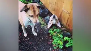 You Won't Believe What These Silly Animals Got Stuck In!