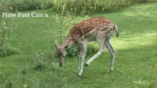 How Fast Can a Deer Run?