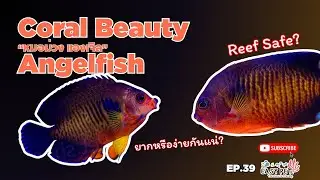 EP.41 หมอม่วง แองเจิล | Coral Beauty Angelfish  สีม่วง–ส้มตัดกันสวย ดูแล้วสะดุดตาทุกมุมตู้ 💜🧡🐠