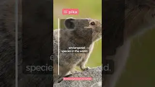 Ili Pika facts