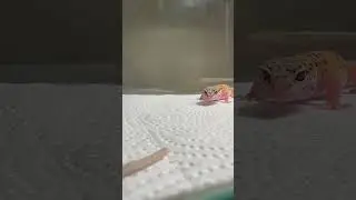 Incredible fast hunting leopard gecko!