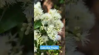 Cats Eye Fruits, Formosan Brush Cherry (Syzygium formosanum  Family: Myrtaceae).