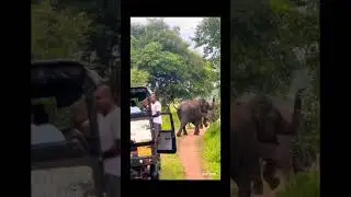 Elephant attack @asiriyalk