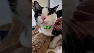 Cat Dropped Off for Being &ldquo;Too Affectionate&rdquo;  🥺