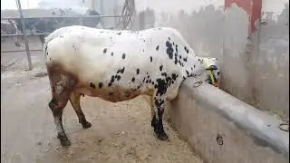 Gul dairy farm!!😱😱😱 گائے فار سیل