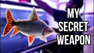 My SECRET WEAPON against ALGAE in all my Aquariums...&hellip;.. FLAGTAIL CARE GUIDE
