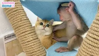 BiBi monkey plays hide and seek with cute cats
