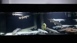 gar comm tank - 5 June 2021 update. Platinum Florida gar , Red gar, tropical Gar, long Nose gar, TSG
