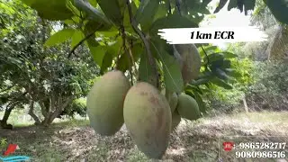 🆔 1523🏝️27 CENT PRIME COCONUT FARMLAND SALE CHENNAI ECR🌴 KADAPAKKAM TTDC RESORT🌴 TOURISM🏖️MR.ASHI🏡