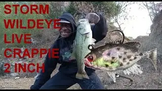 STORM WILDEYE LIVE CRAPPIE 2 INCH