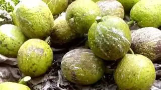Panen buah sukun yang berusia puluhan  tahun