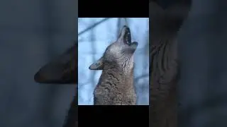 The sound of a wolf