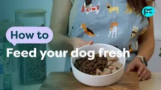 How to feed your #dog fresh food | PET CIRCLE