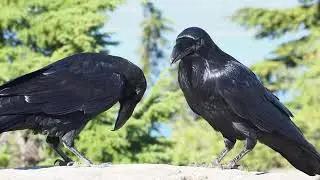 Raven Pair in Conversation on Black Mountain