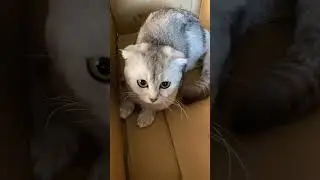 Мия Мия #cat #коледнамузика #сваты6 #сваты6 #новамузика #новамузика #cute #cute #kitten #funny #pe