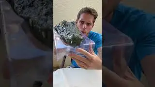 Remote control alligator