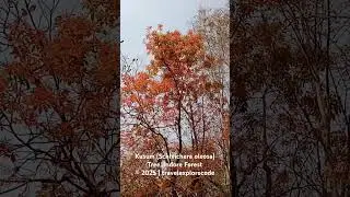 Kusum (Schleichera oleosa)Tree, Indore Forest, Madhya Pradesh