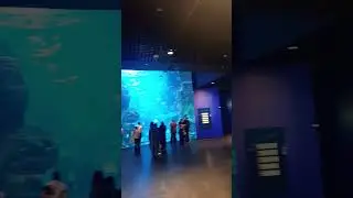 beautiful view of fish rejoicing in al salem cultural center museum salmiya kuwait shorts #shorts