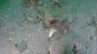 Port Erin mixed sandy habitat