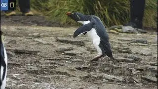 Rockhopper Penguins in the Falklands | Virtual Expeditions | Lindblad Expeditions