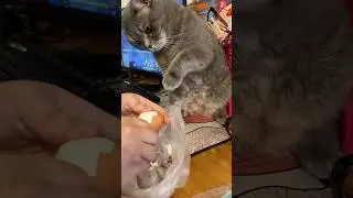Ньоник и 🥚🥚🥚 #домашнийвлог #cat #котики