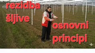 Kako &scaron;ljivu orezati? #pruning #fruitcutting #fruit #fruits #agriculture #agro #nature #garden #tree