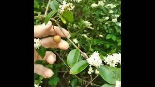 ANOTHER SERVICEBERRY TREE IN WHITE BLOOMS JUNEBERRY AMELANSCHIER