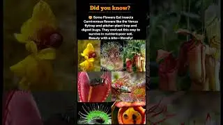 Flowers That Eat Insects? Nature&rsquo;s Carnivorous Beauties! #shorts
