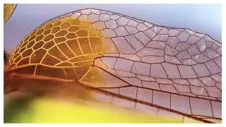 vivo Imagine Smartphone Photography Awards | Nature category finalists