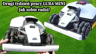 LUBA mini AWD Mammotion po dw&oacute;ch tygodniach użytkowania. Czyszczę robota oraz wyznaczam nowy obszar
