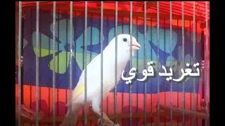 طائر الكناري يغني بقوة