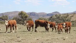 U.S. Cattle Genetics in High Demand in Mexico