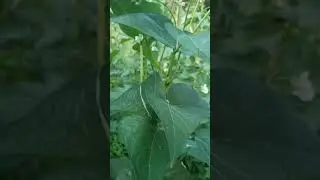 pole beans #greenland seeds# viral