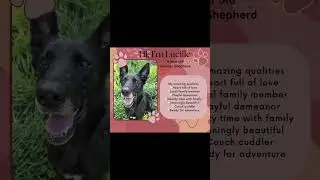 Lucille searching for her forever home #adoptme #fureverhome #germanshepherd #germanshepherddog