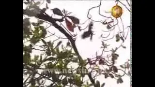Newsfirst_ Department of Fire and Rescue reaches out to crow in distress