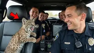 A Trapped Bobcat Screamed for Help - What This Police Officer Did Changed Everything