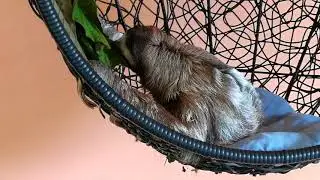 Sloth eating at Sloth Sanctuary - Costa Rica