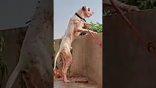 Pakistani bully dog whatsapp status #short #bullydog #pakistanibully #video