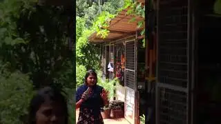 ഡച്ചുമാൻ പൈപ്പ് #fruit Plant for Home #sibina #foresgarden #shorts #Subhadrampenkazhchakal