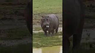 Rhino vs. Hippo: The Ultimate Showdown! 🦏🆚🦛| Who Would Win? #whowouldwin