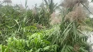 Wild Reeds by the River