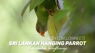 Sri Lankan Hanging Parrot / Ceylon Lorikeet - (ගිරාමලිත්තා, Loriculus beryllinus)