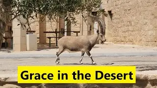 Meet the Nubian Ibex Family (Capra nubiana): Life in Israel's Desert Wilds (Zahi Shaked)