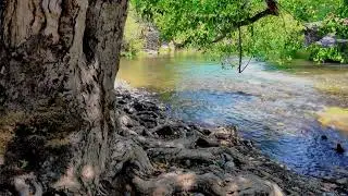 Nature Walk Home | 30 Minutes of Peaceful Journaling Music & Relaxing Nature Scenes