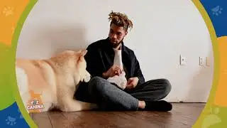 &iquest;C&oacute;mo cuidar a las mascotas con alguna discapacidad? | #VozCanina